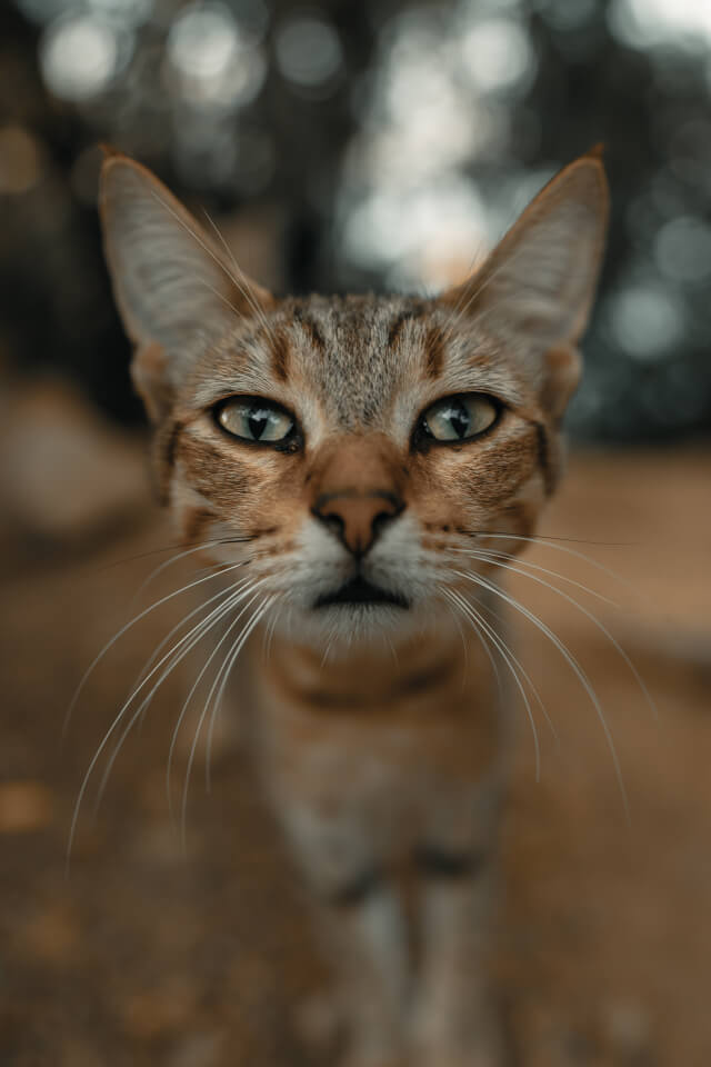  고양이 코골이 소리가 나도 괜찮은걸까?