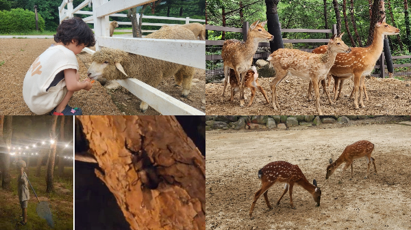 강원도 고성 캔싱턴 설악밸리 사슴농장과 양떼목장 사진