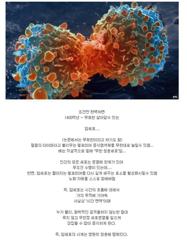  암세포의 신비