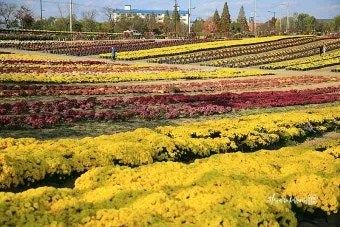 5월 수도권 꽃구경 꽃축제 10선_13