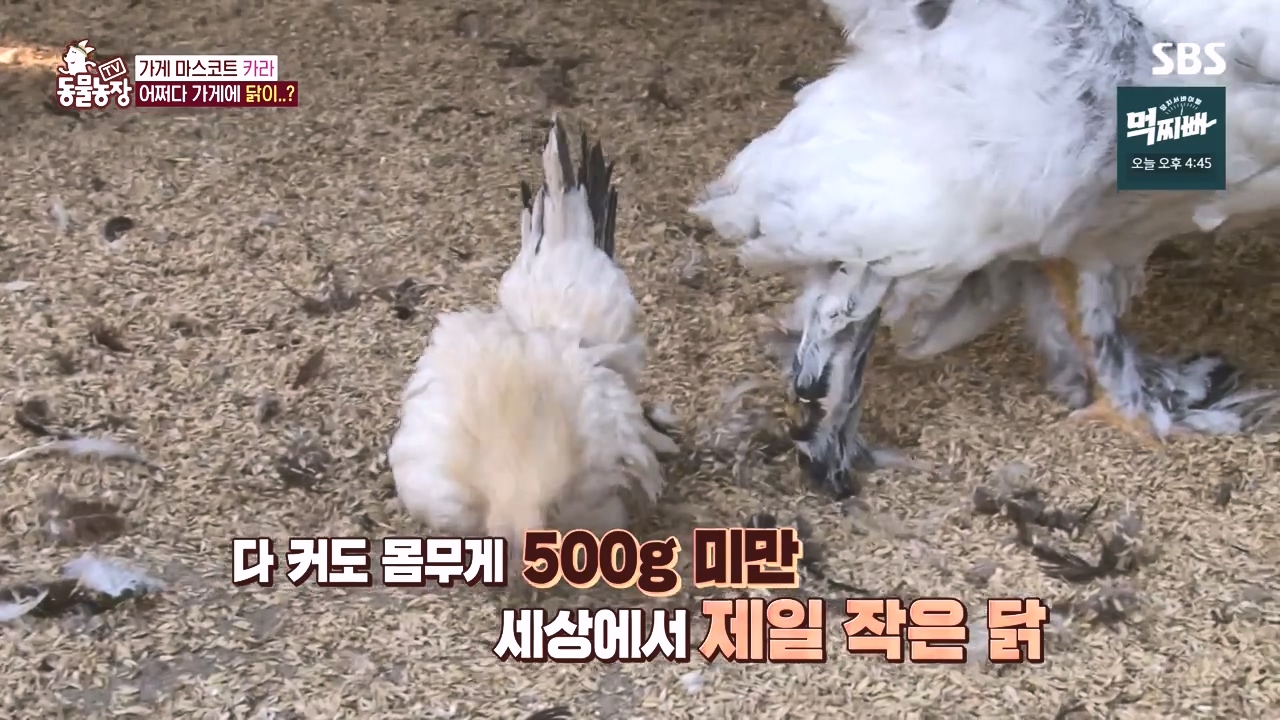 TV 동물농장.E1141.231016p-NEXT.mp4_20231015_172950.170.jpg