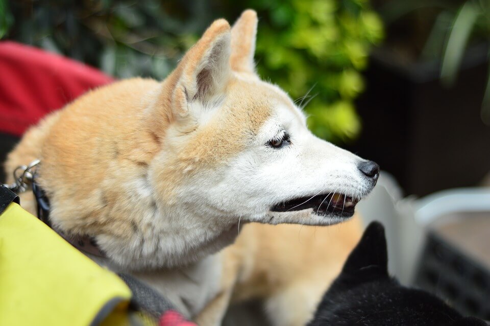 시바견