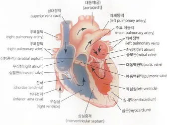 가슴이 두근두근 뛰고 답답할때_7