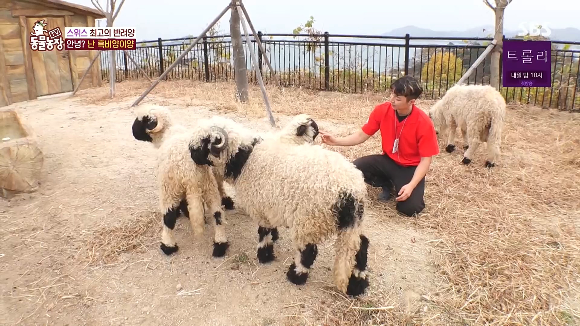 TV 동물농장.E1100.221218p.H264-F1RST.mp4_20221218_183445.019.jpg