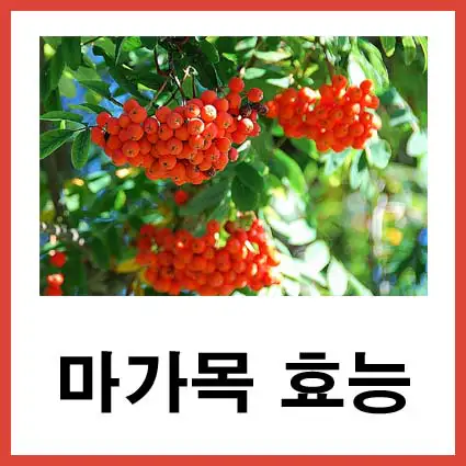 마가목-효능