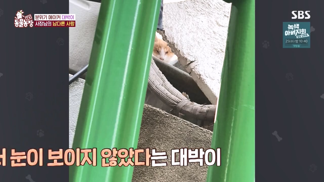 TV 동물농장.E1141.231016p-NEXT.mp4_20231015_174016.356.jpg