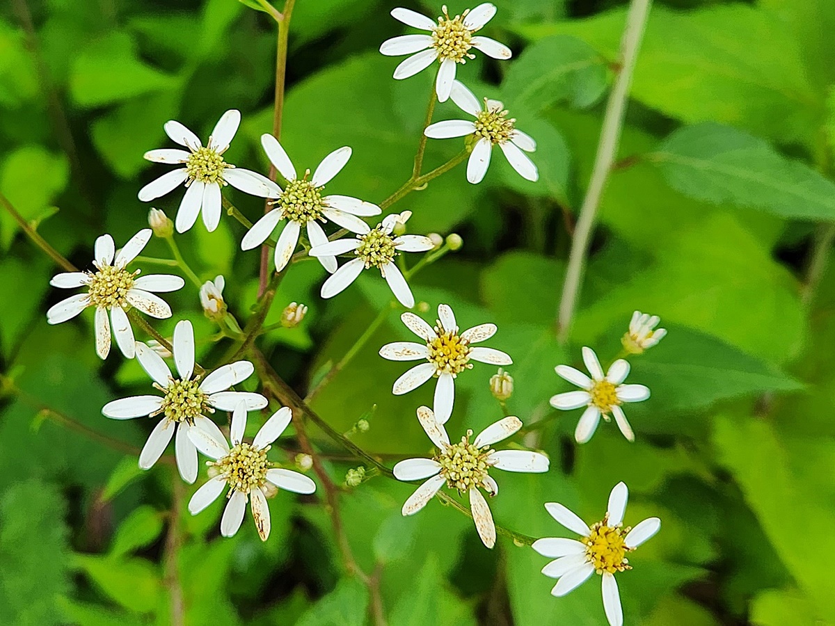 참취