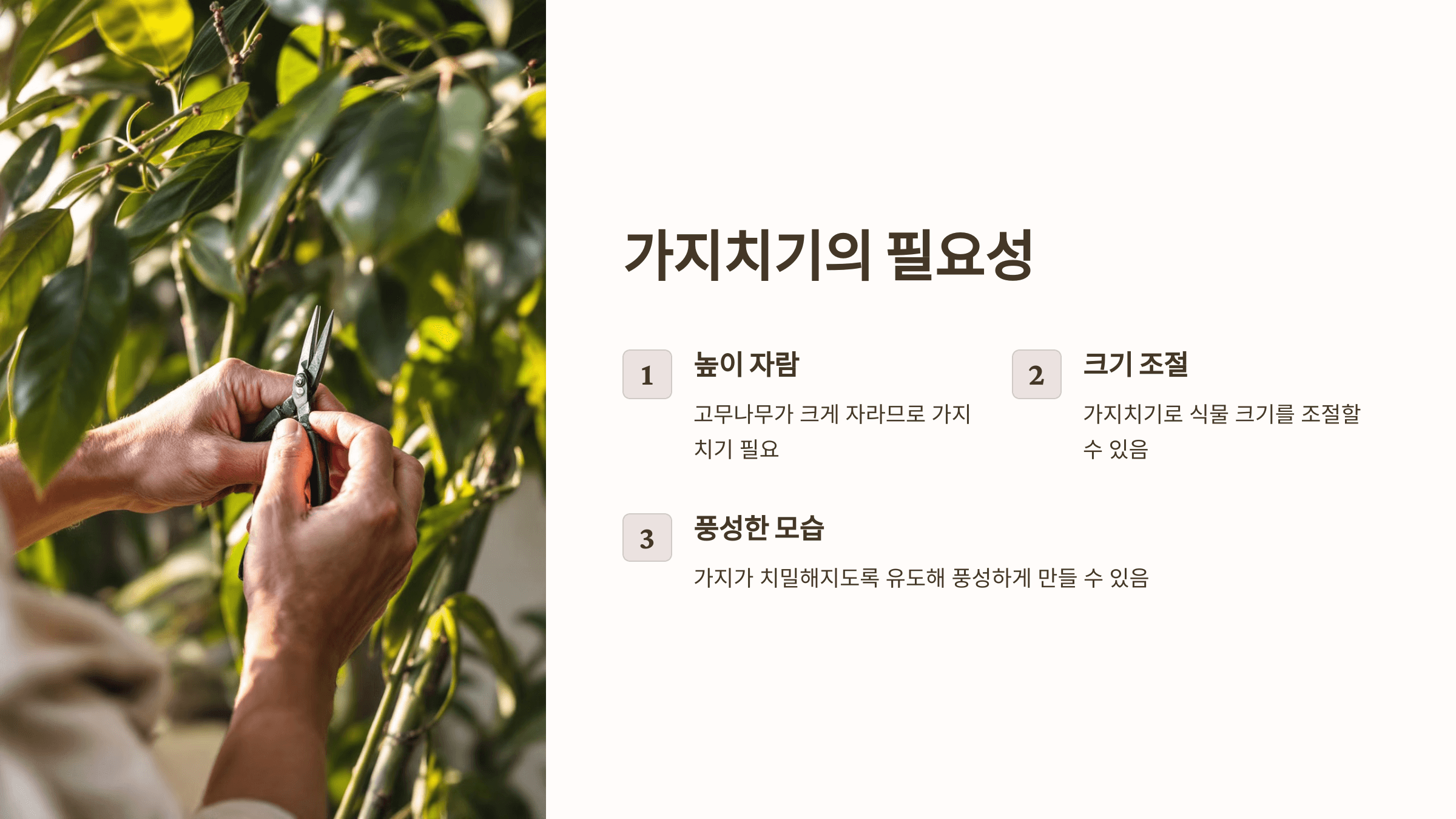 고무나무와 관련된 사진입니다.