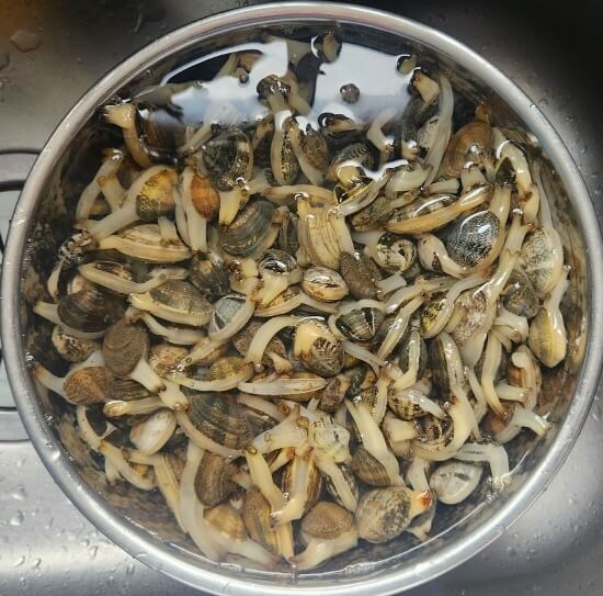  바지락 제철 해감법 손질법 고르는법 효능