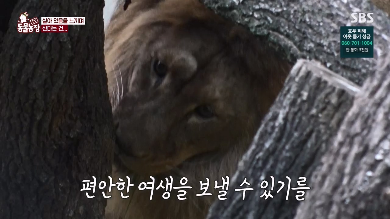 TV 동물농장.E1131.230731p-NEXT.mp4_20230730_191005.957.jpg