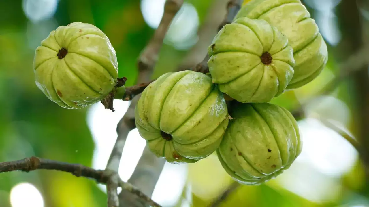  가르시니아 캄보지아(Garcinia Cambogia)의 효능과 다이어트 효과