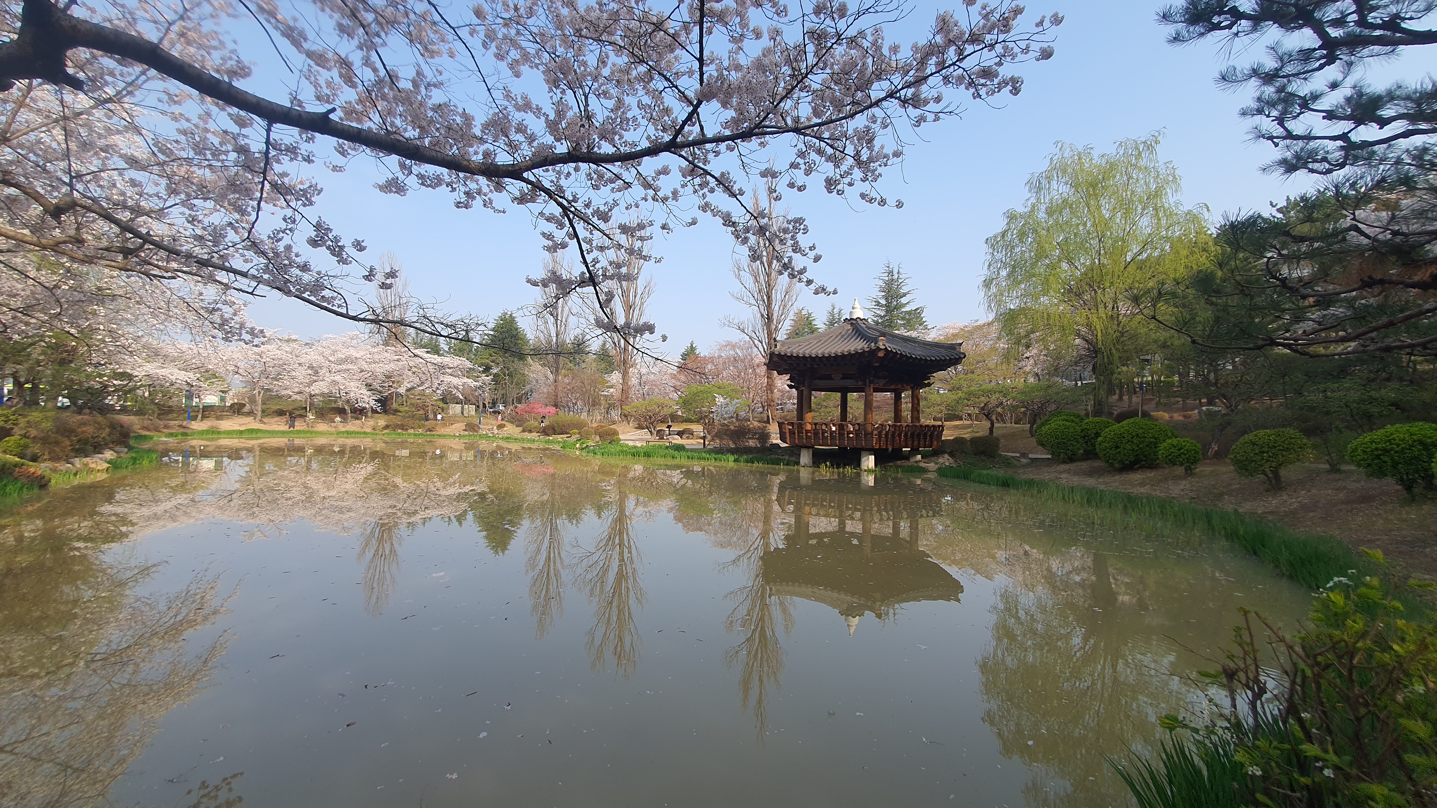 경주 보문관광단지 벚꽃 봄 여행