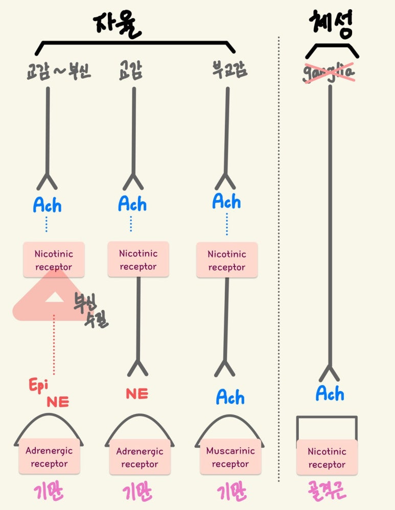 아드레날린성 신경의 위치