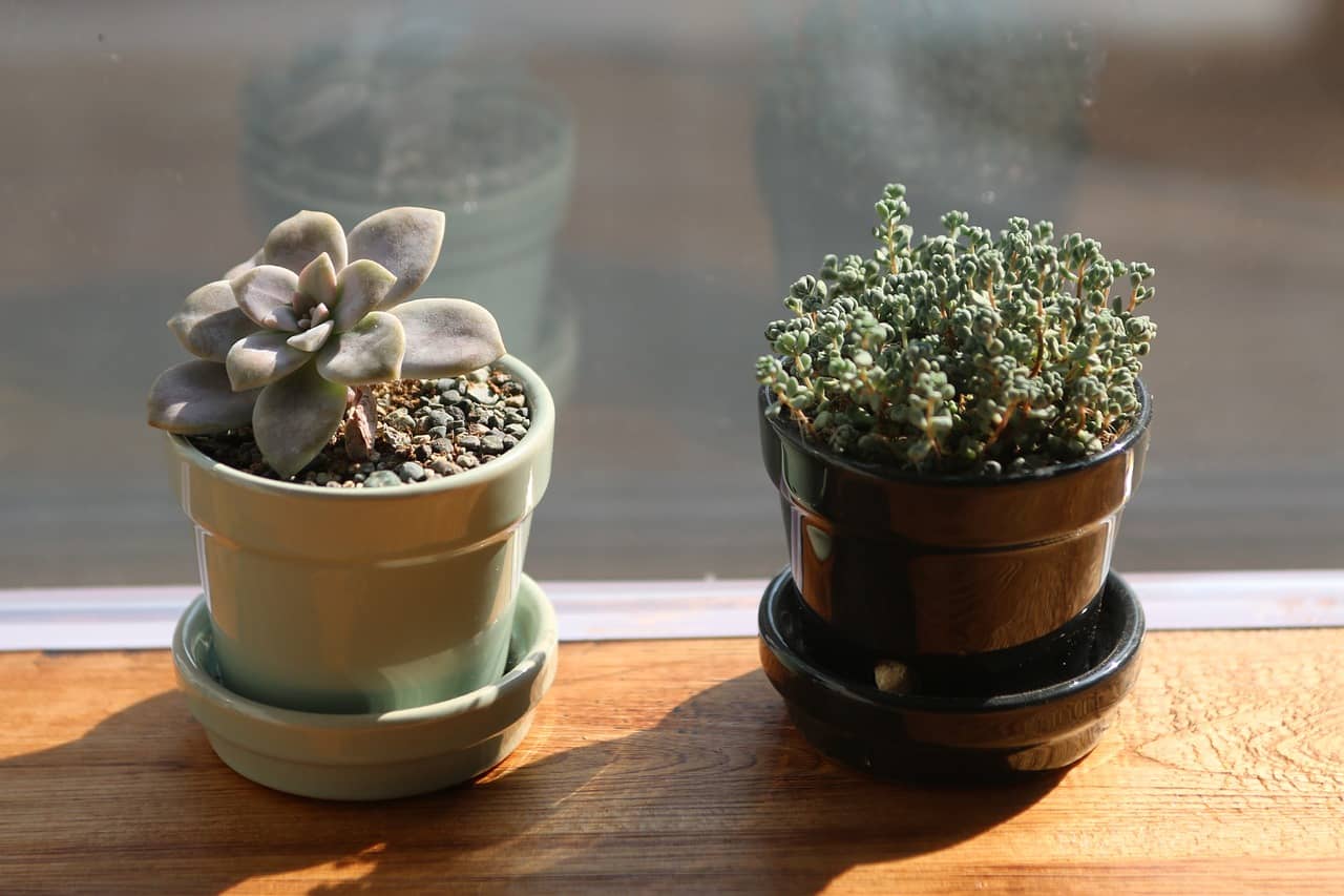 초보자용 실내식물 키우기 – 처음 시작하는 사람을 위한 기초 가이드 - Indoor Plant Selection Tips for Beginners