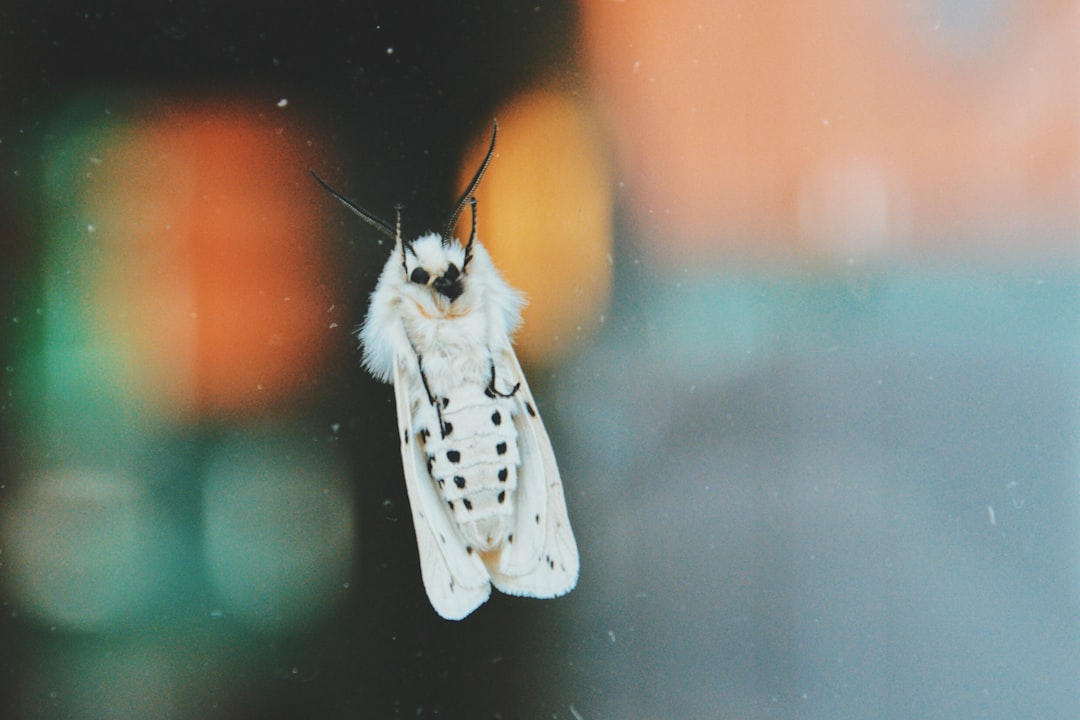 Moth