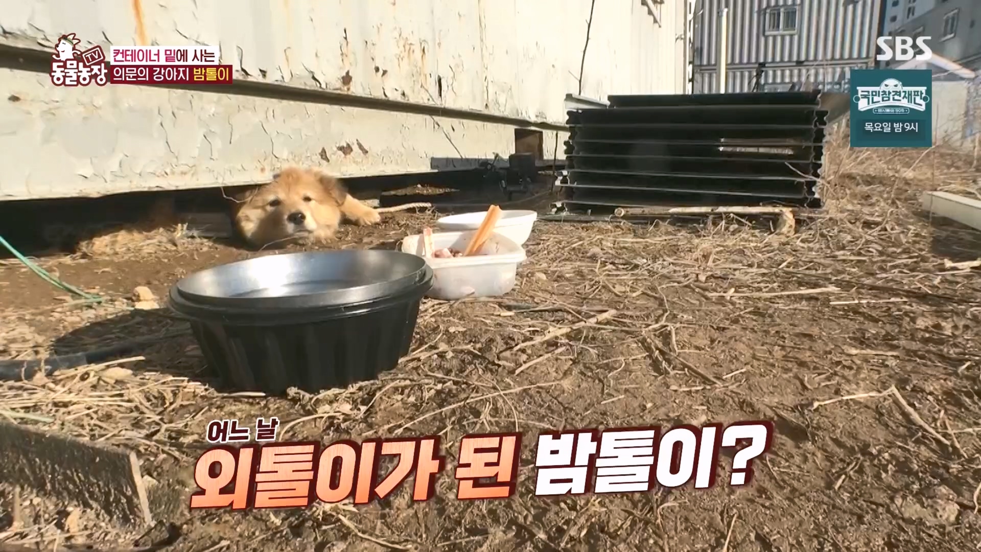 TV 동물농장.E1160.240225p.H264-F1RST.mp4_20240225_165119.330.jpg