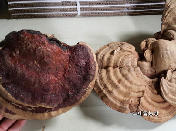 야생버섯 야생 말굽버섯 판매 7
