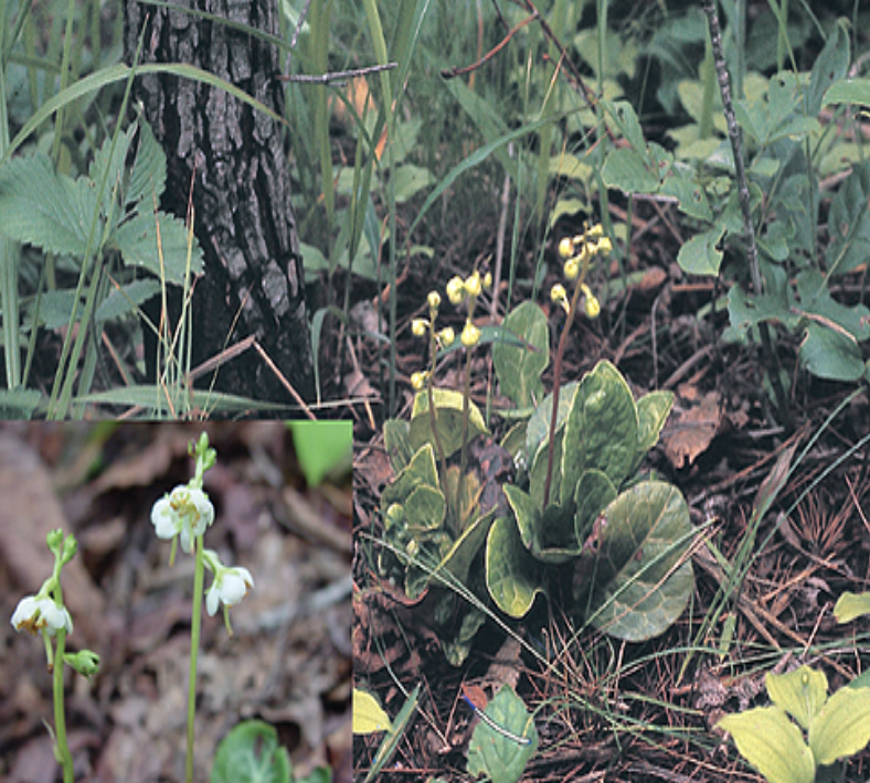 노루발풀(Pyrola japonica)