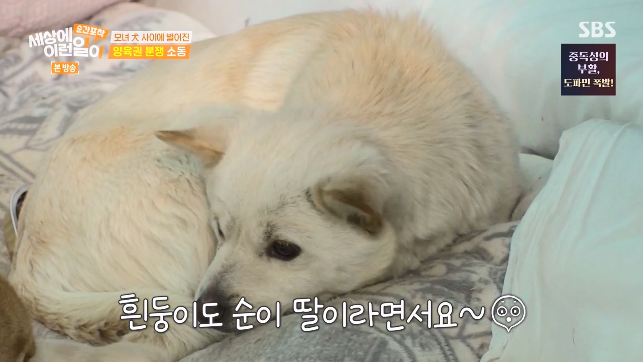 순간포착 세상에 이런일이.E1269.240317p-NEXT.mp4_20240317_163604.990.jpg