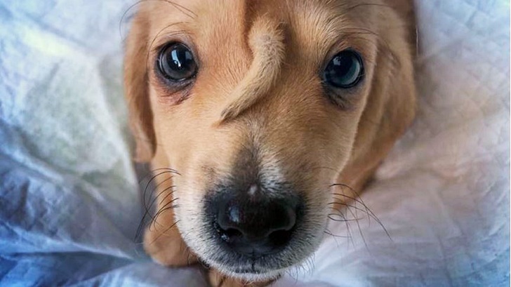  Dog from hell! 지옥문을 지키는 개? 이마에 꼬리 달린 유니콘 강아지 근황