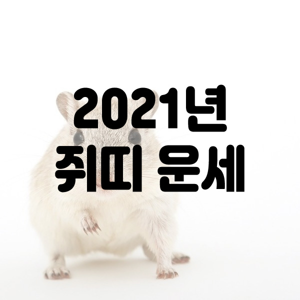  2021년 신축년 쥐띠 운세 사주