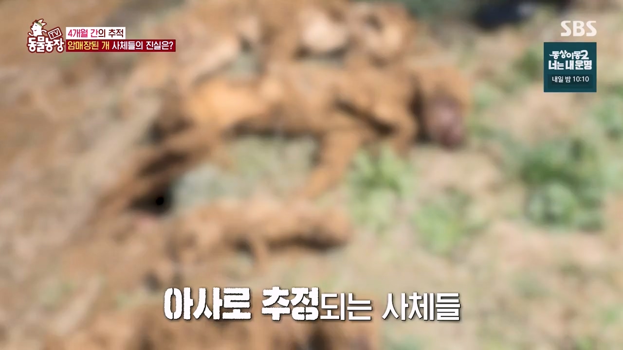TV 동물농장.E1122.230529p-NEXT.mp4_20230528_170301.449.jpg