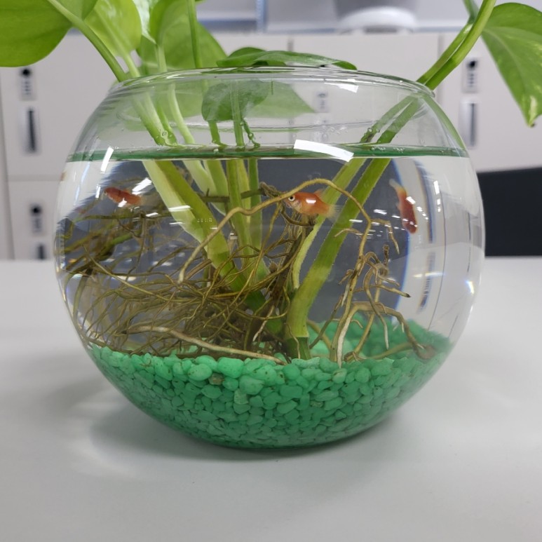 다이소화분 아이템으로 저렴한 가격에 생선, 청어 기르기(혼자 키운지 2개월 후) 11