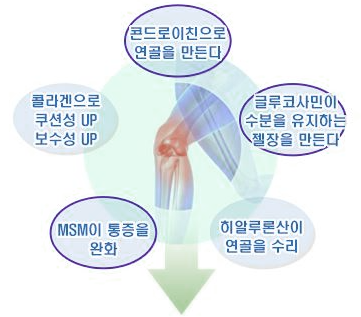 글로코사민 효능