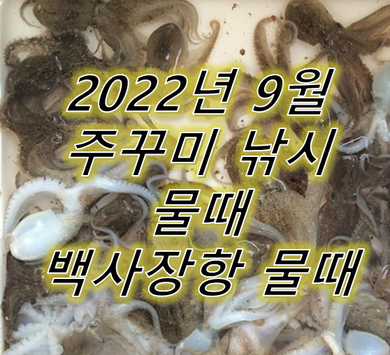  2022년 9월 주꾸미 낚시 물때