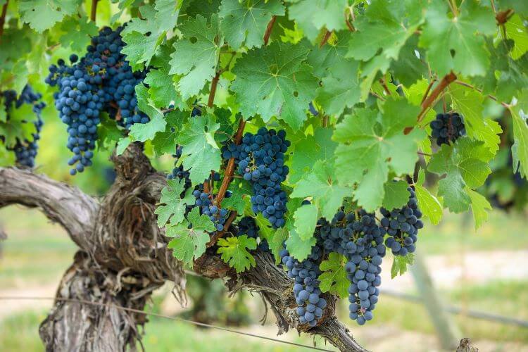  스페인의 템프라니요(Tempranillo) - 기후와 지역, 숙성