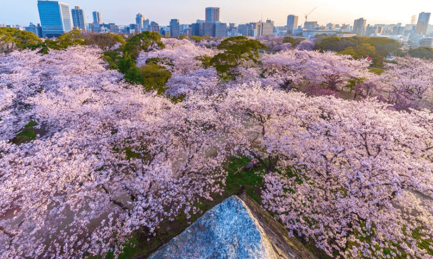 마이즈루 공원 벚꽃