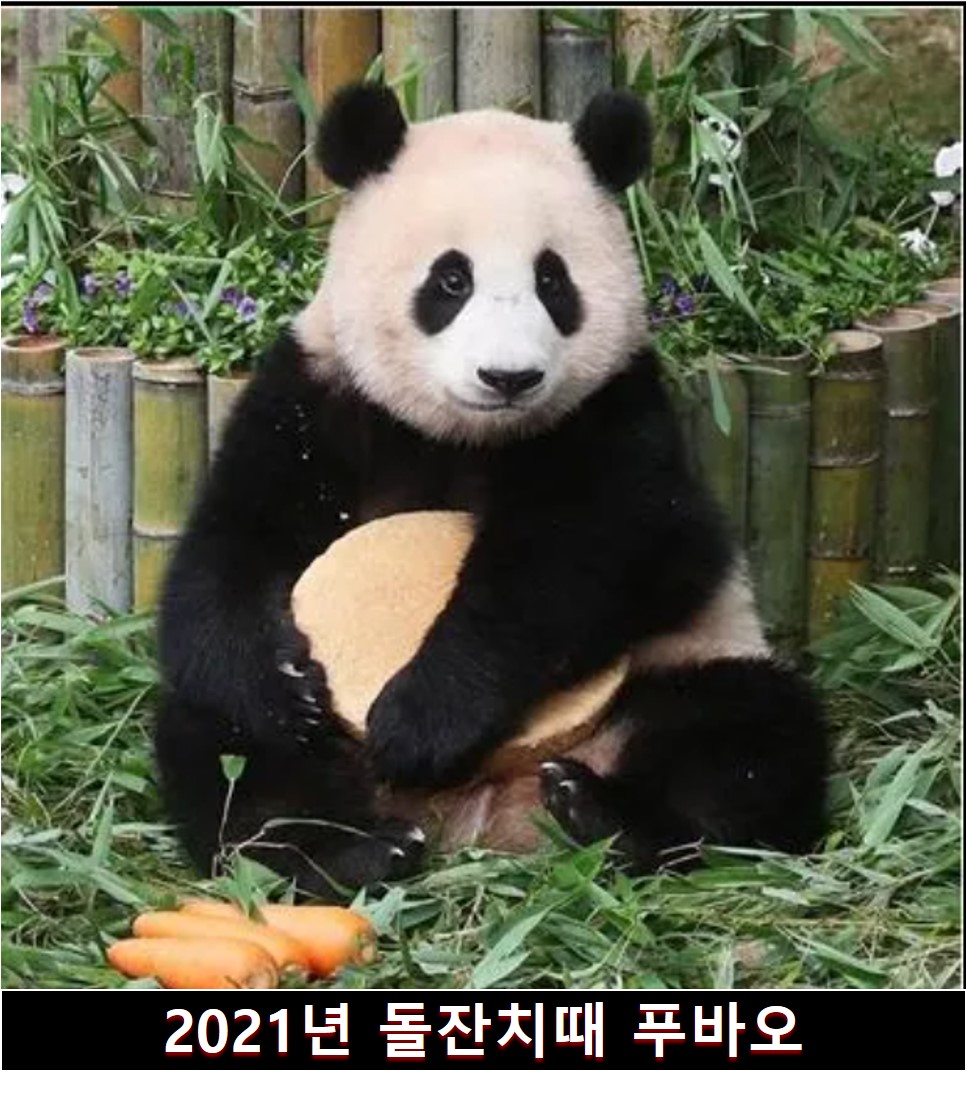 푸바오의 돌잔치