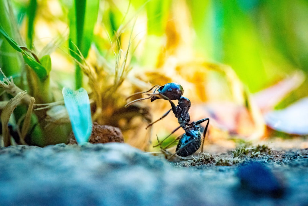 Ants.