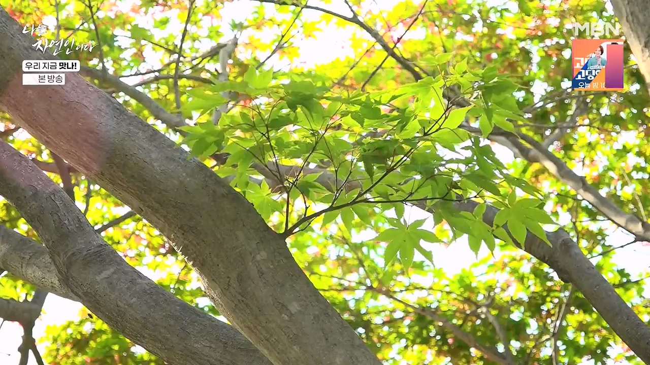 나는 자연인이다.E609.240613p-NEXT.mp4_20240613_195117.473.jpg