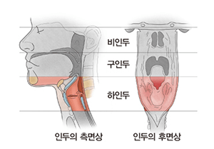 인두의-구조-출처:서울아산병원