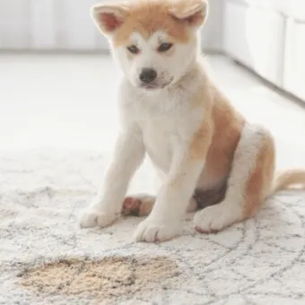 강아지 토 색깔 증상 강아지 토하는 원인과 구토 종류별 건강상태 살펴보기_8