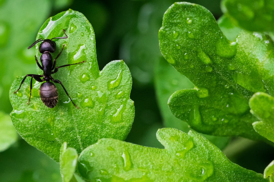 Ant.