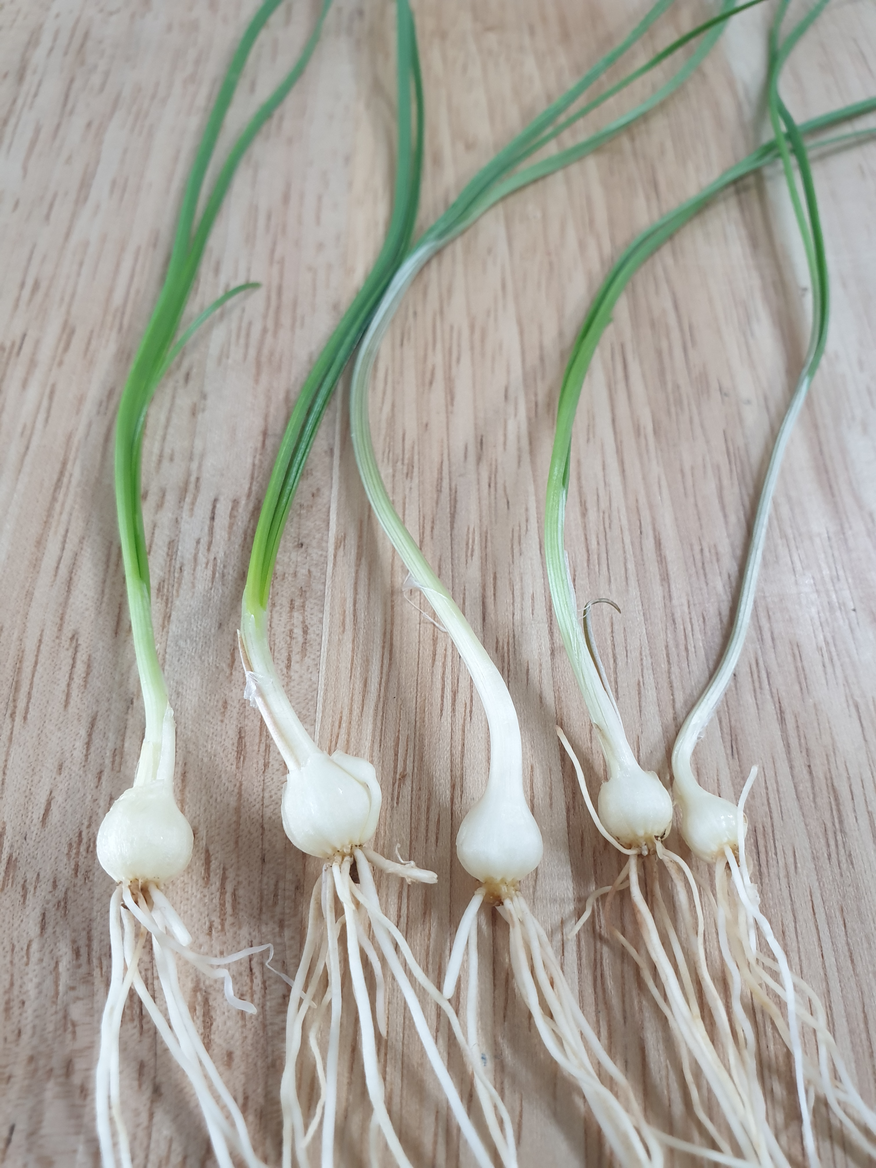 나무 도마 위에 달래 