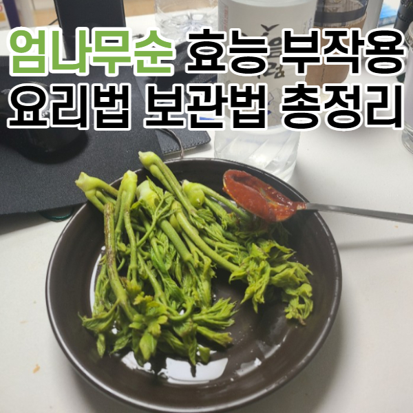  엄나무순 효능 부작용 & 장아찌 무침 등 요리법과 보관법 총정리
