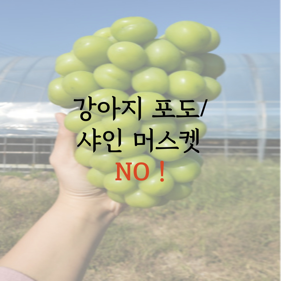  강아지 포도 주의사항 정리