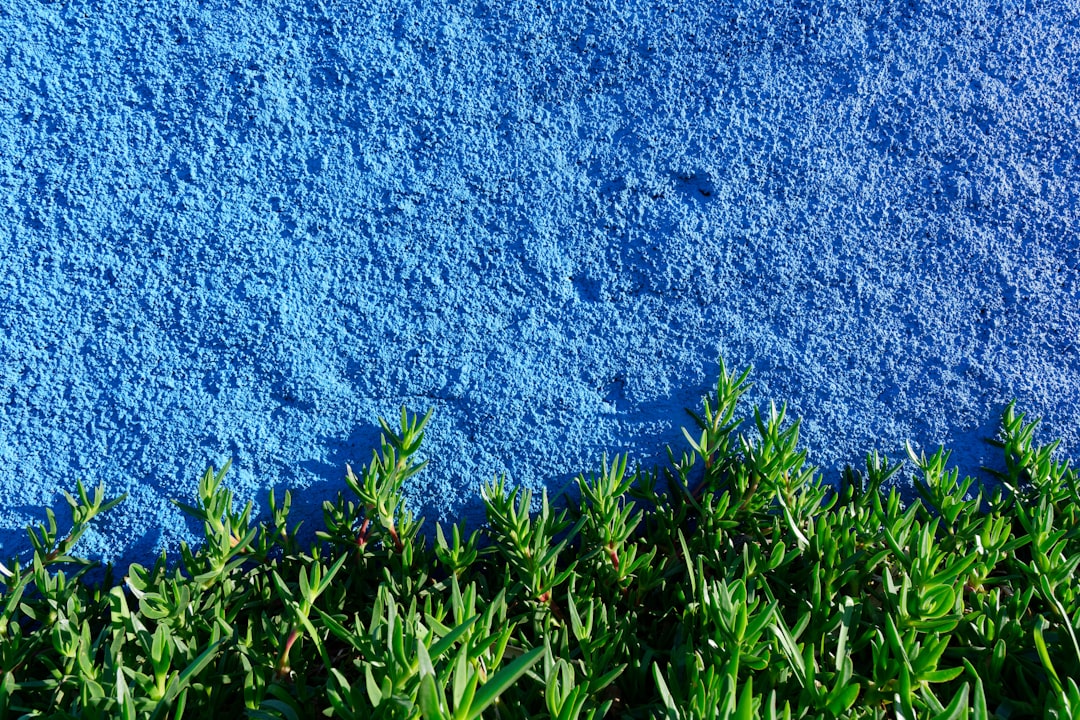 Blue Carbon