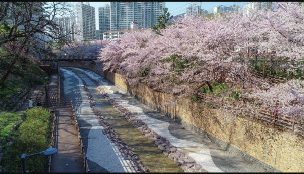 전국 벚꽃 명소