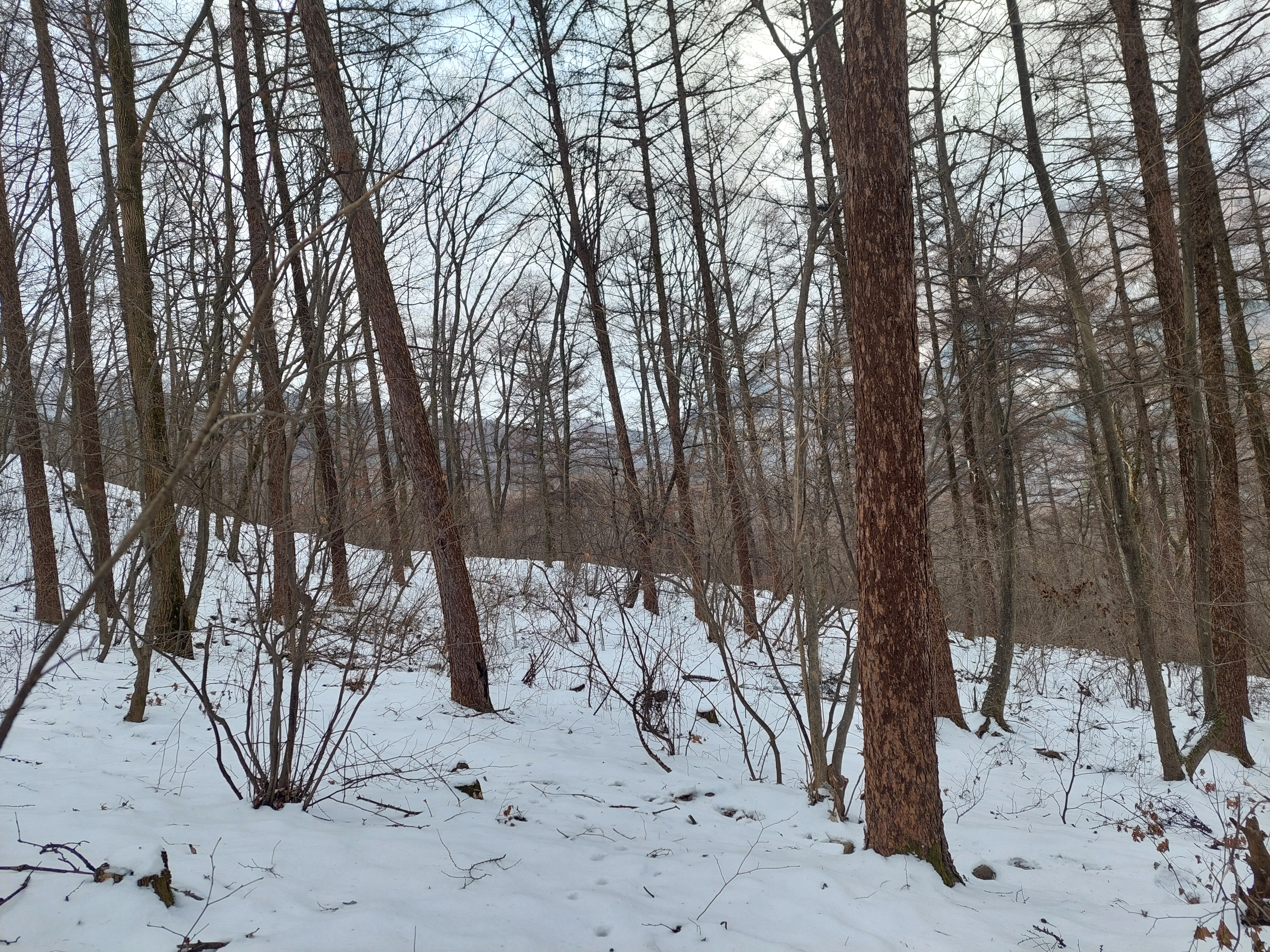 유명산