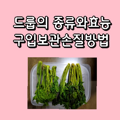 드룹의 종류_효능_보관법