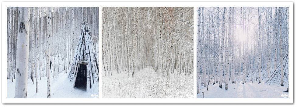 자작나무숲의 겨울 풍경