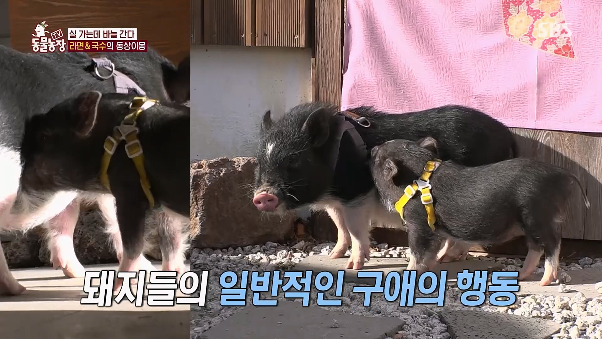 TV 동물농장.E1107.230205p.H264-F1RST.mp4_20230205_173948.542.jpg
