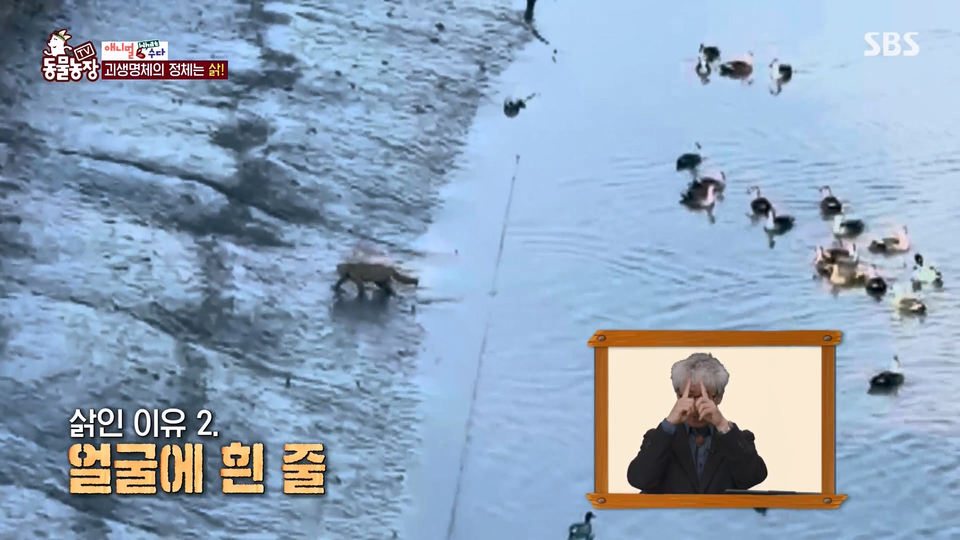 TV 동물농장.E1164.240324p-NEXT.mp4_20240324_170447.097.jpg