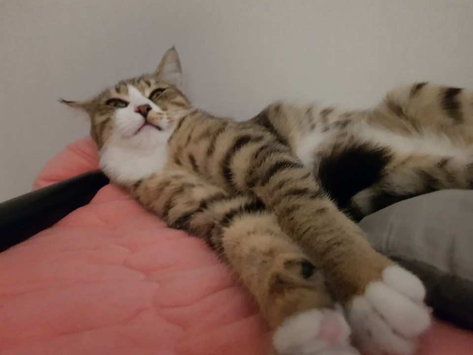  고양이 코로나 19 우리집 냥이도..?