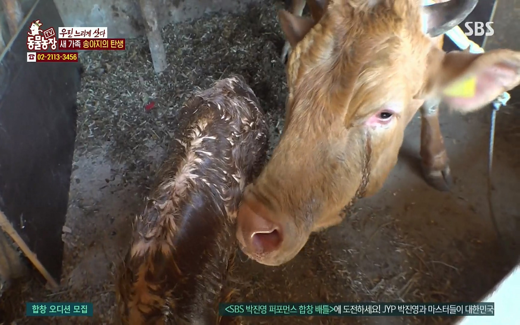 TV 동물농장.E1067.220501p.H264-F1RST.mp4_20220501_183425.608.jpg