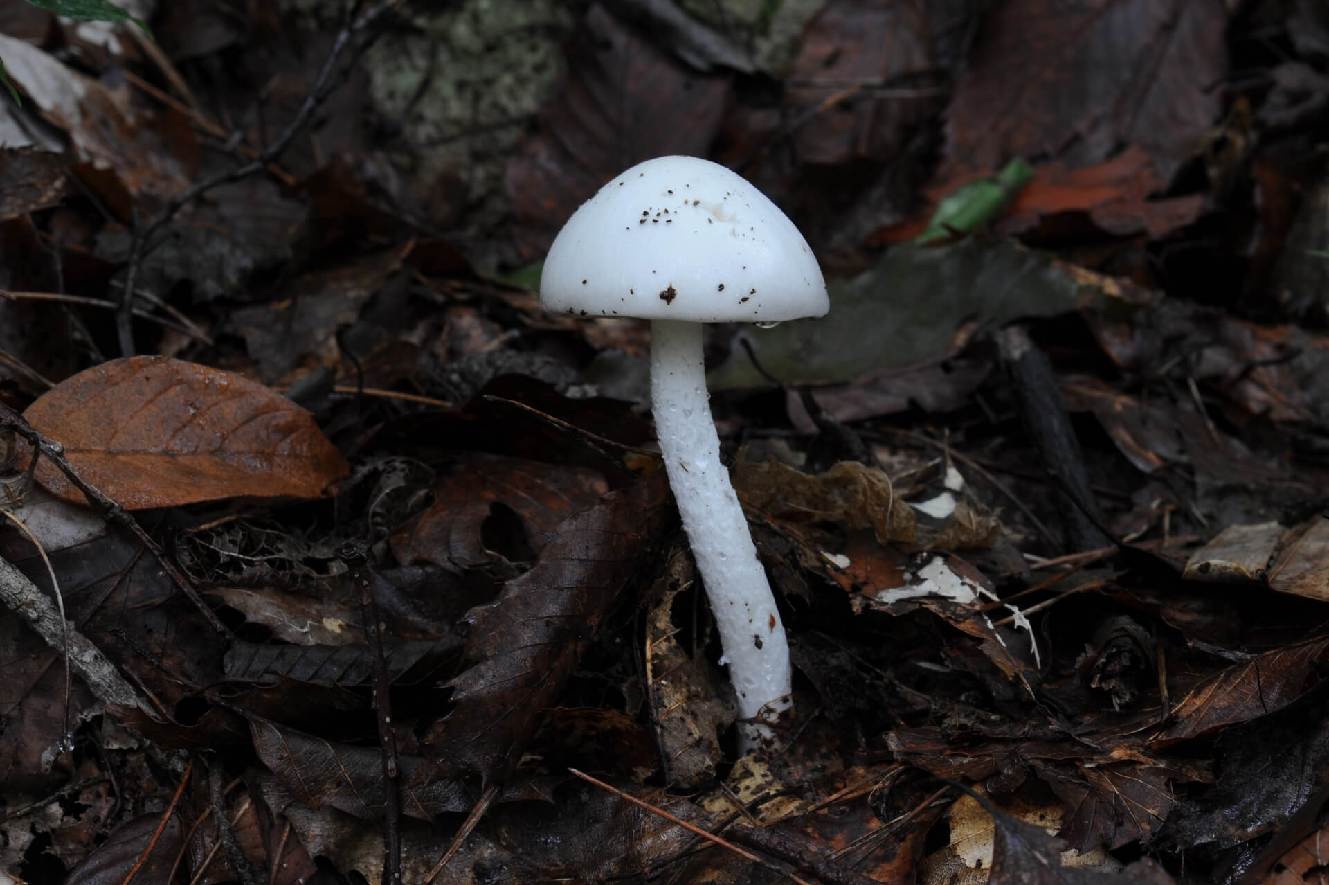 독버섯 흰알광대버섯 사진
